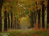 Herfstplaatjes 2017